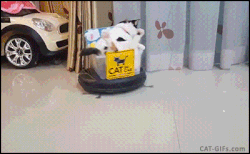 cat-irobot.gif