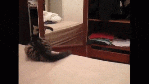 cat mirror.gif