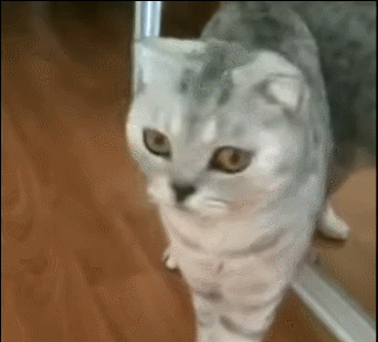 mirror.gif