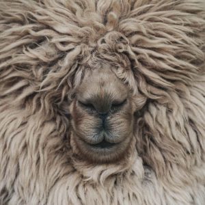 a goat with tone of hair